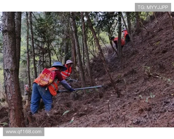 挖掘机森林防火带开辟